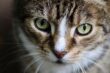 cat, cat eyes, european shorthair-7557859.jpg